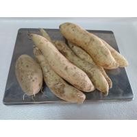 ราคา มันขาวผักกาด มันผักกาด 500 กรัม และ 1กิโลกรัม หวาน อร่อย (43315120997)