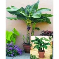 ราคา ต้นกล้วยแคระ กล้วยหอมทองแคระ กล้วยหอมแคระ กล้วยเพาะเนื้อเยื่อ ผลกินได้ ไม้ประดับ ไม้มงคล (17220756043)