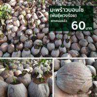 ราคา มะพร้าวทำบอนไซ แทงหน่อ (พันธ์พวงร้อย) (14146810129)