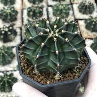 ราคา กระบองเพชร ยิมโนไม้เพาะเมล็ด ไซส์แม่พันธุ์ แคคตัส ยิมโน cactus (10026479534)