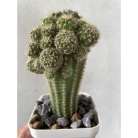 ราคา อิชินอปไฮบริด พิ้งแองเจิ้ล (Echinopsis Hybrid Angel) ดอกสีชมพู (6888361214)