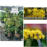 ราคา #ต้นรวงผึ้งรัชกาลที่10 #ต้นรวงผึ้ง (4112936183)