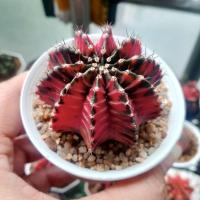 ราคา ยิมโนด่างแดงดำ ไม้เมล็ด ลูกแบลคเพิร์ล (Black Pearl) (29035138761)