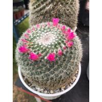 ราคา กระบองเพชร แคคตัส cactus Mammillaria hahnian 7-8cm หรือ แคคตัสแม่เฒ่า /แมมแม่เฒ่า (3976952838)