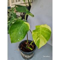 ราคา Monstera Aurea (มอนสเตอร่าด่างเหลือง) ต้นไม้ ไม้ฟอกอากาศ ไม้ประดับ ไม้ใบ ไม้ด่าง​ (18045915148)