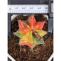 ราคา ยิมโนด่างcactusกระบองเพชร (20441905254)