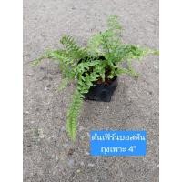 ราคา ต้นเฟิร์นบอสตัน Boston fern ถุงเพาะ 3" เป็นไม้ฟอกอากาศ ดูดสารพิษดี ชอบชื้น (21447235172)