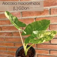 ราคา พร้อมส่ง บอนกระดาษด่าง บอนด่าง Alocasia macrorrhizos บอนกระดาดด่าง (11203630115)