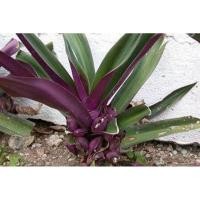 ราคา ว่านกาบหอย ต้นกาบหอยแครง ว่านเพชรสายรุ้ง Boat Lily/Candle Lily ไม้ประดับตกแต่งสวน ต้นไม้มงคล ว่านสมุนไพร ว่านกาบหอยแครง (8529161662)