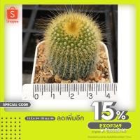 ราคา แคคตัส กระบองทอง พร้อมส่ง (3975461557)