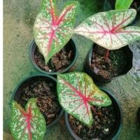 ราคา บอนสี​ เจ้ากรุงไกรเซอร์​ (3955723965)