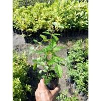 ราคา ต้นมะตูมแขกหรือมะตูมซาอุ (Schinus terebinthifolia) (29088467361)