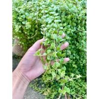 ราคา เดฟเกล็ดปลาหมอ กิ่งสดปลูกง่าย40กิ่งยาว50บาทแบบมีราก (11738748170)