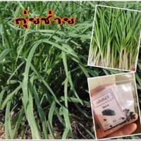 ราคา เมล็ดพันธุ์ ผัก กุยช่าย ต้นกุยช่าย กุ่ยช่าย (10แถม1คละอย่างได้) (7739224451)