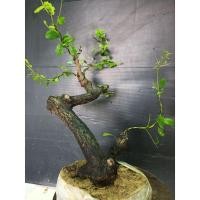 ราคา ตะโกบอนไซ ไม้โครงสร้างบอนไซ (24280964024)