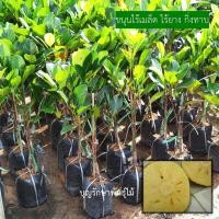 ราคา ขนุนไร้ยางไร้เมล็ด เพชรน้ำผึ้ง กิ่งทาบ60cm ติดผลไว คัดต้นสวยๆ (18759153726)