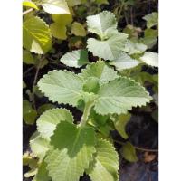 ราคา กิ่งพันธุ์ต้นหูเสือ เนียมหูเสือ 7กิ่งสดพร้อปลูก ทนแล้งติดง่ายตายยาก (28054316778)