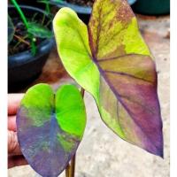 ราคา แบล็คเมจิกกลาย แบล็คเมจิก รับประกันด่าง100% colocasia black magic variegated โคโลคาเซีย (12965811954)