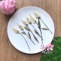 ราคา ต้นหงอนไก่ ต้นสร้อยไก่ Celosia ดอกไม้ทับ ดอกไม้ทับแห้ง ดอกไม้ทับแห้ง (10775271094)
