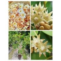 ราคา ต้นพิกุลทองสูง 60-70 ซม 1 ต้น 129 บาท (25230576362)