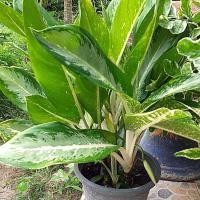 ราคา ต้นอโกลนีมา บัลลังค์เงิน ไม้ประดับนามมงคล แบ่งขายเป็นต้น (4554647132)