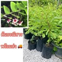 ราคา ต้นธรณีสารหรือว่านธรณีสาร ขนาด40ซม. ถือเป็นว่านศักดิ์สิทธิ์ที่ต้องมีไว้ติดบ้าน เพราะเชื่อว่ามีอานุภาพในการปกป้องคุ้มครอง (51150507341)