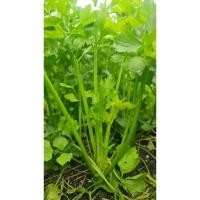 ราคา เมล็ดผักสวนครัว เมล็ดผัก เมล็ดคื่นฉ่าย เมล็ดตั้งโอ๋ ผักคื่นฉ่าย ผักตั้งโอ๋ 500 เมล็ด (23718537043)