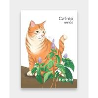 ราคา เมล็ดพันธุ์ สมุนไพร แคทนิป Catnip 1,000 เมล็ด [USA] (8811907033)