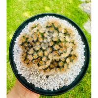 ราคา แคคตัสแมมคามิเน่ ฟอร์มกอ (11726349228)