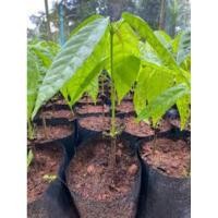 ราคา ต้นกล้าโกโก้1 ต้นถูกที่สุดสูงประมาณ 20ซม..ขายถูกที่สุด❣️ (25550598463)