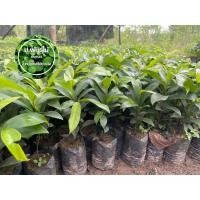 ราคา ต้นอินจัน ต้นจันโอ ขนาด 10-15 เซน เสียหายเคลมฟรี (16440395871)