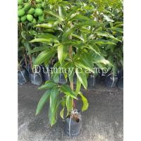 ราคา ต้นมะม่วงเบาใต้ มะม่วงเบาใต้ กิ่งทาบ 10แถม1 (5671661343)