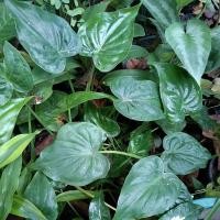 ราคา ว่านนางกวัก.กวักใบโพธิ์ (12320186710)