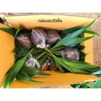 ราคา เริ่มส่ง15พค.(10แถม1)ชุดละ20ต้น พันธุ์มะพร้าวน้ำหอมบ้านแพ้วแท้100%ต้นเตี้ย ตูดจีบ น้ำหอม ลูกดก (3071319496)