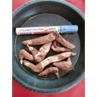 ราคา ดองดึงพันธ์พื้นเมือง (หัวเล็กตามสายพันธ์)ขั้นต่ำ2หัว (19082464560)