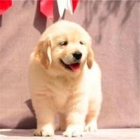 ราคา โกลเด้นรีทรีฟเวอร์ ลูกสุนัข สุนัขขนาดใหญ่ สัตว์เลี้ยงครอบครัว สุนัข ลูกสุนัข โกลเด้น รีทรีฟเวอร์ ชายหาด โกลเด้น ใบเมเปิ้ล สีแดง โกลเด้น รีทรีฟ (46801064816)