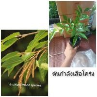 ราคา ต้นกำลังเสือโคร่ง(พืชสมุนไพร) (9126804466)