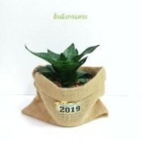 ราคา ต้นลิ้นมังกรแคระ ในถุงผ้ากระสอบพร้อมจานรอง ต้นไม้ฟอกอากาศ ต้นไม้ปลูกห้องนอน (1802259091)