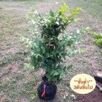 ราคา ต้นโมกพวง*ขั้นต่ำ3ต้นขึ้นไป ฟอร์มสวย โมกพวงกิ่งแผ่รอบทิศสูง40-50cmส่งตรงจากสวน) (5830714919)