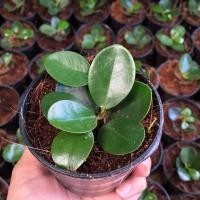 ราคา ช้อนเงินช้อนทอง ต้นไทรช้อนเงินช้อนทอง ไม้มงคล ไม้ฟอกอากาศ (4138217935)