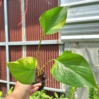 ราคา พัดโบกด่างขาว Homalomena expedita variegated. (ได้ต้นตรงปก) (23359619221)