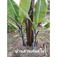 ราคา หน่อกล้วยตานีดำ กล้วยดำอินโด (7858576784)
