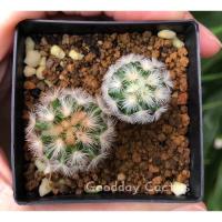 ราคา แมมคามิเน่ หนามส้ม/ขาว (11342184438)