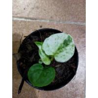 ราคา ต้นโชคเก้าชั้นด่างสวยๆ (11517122919)