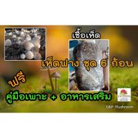 ราคา เชื้อเห็ดฟาง ชุด 6 ก้อน พร้อมอาหารเสริม และคู่มือเพาะ (12808477187)
