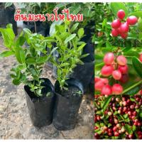 ราคา ต้นมะนาวโห่ ชุด20ต้น กดสั่ง1ออเดอร์ต่อ1กล่อง (54351104011)