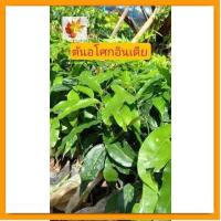 ราคา ต้นอโศก​อินเดีย​ ต้นไม้​โต​เร็ว​ ต้นไม้​ทรงสวย​ อโศก​อินเดีย​ (19274879605)