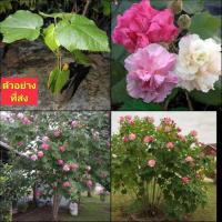 ราคา (2ต้น) ต้น พุดตาน ไทย ต้นพุดตานไทย ดอกสามสี ดอก3สี ต้นพุดตาน / happy (16193939530)