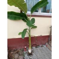 ราคา หน่อกล้วยน้ำว้ายักษ์ (11626641623)