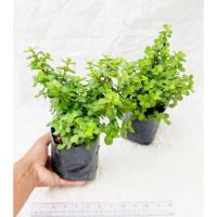 ราคา ต้นใบเงิน,คลาสซูล่า,ต้นสตางค์ (ไม้ฟอกอากาศ,ไม้มงคล) (8573918912)